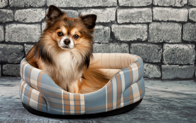 Обои картинки фото животные, собаки, чихуахуа