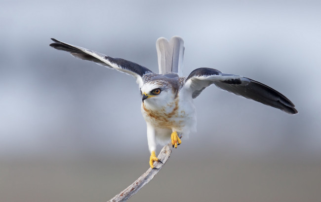 Обои картинки фото животные, птицы - хищники, белохвостый, дымчатый, коршун