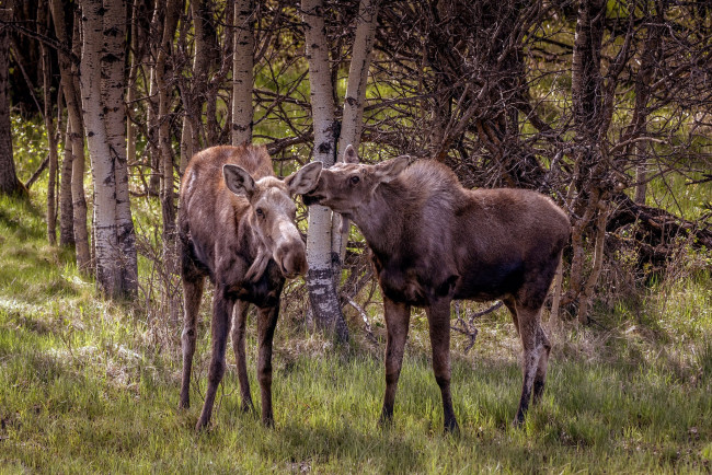 Обои картинки фото животные, лоси