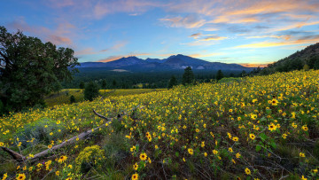 Картинка природа луга горы луг цветы