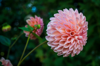 Картинка цветы георгины розовый георгин макро