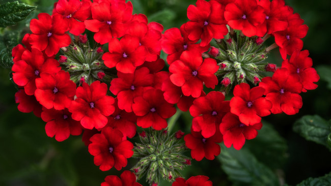 Обои картинки фото цветы, вербена, алая, макро