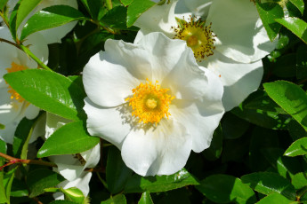 обоя цветы, шиповник, листья, белый