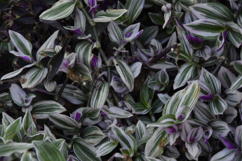 Картинка цветы традесканции полосатые листья