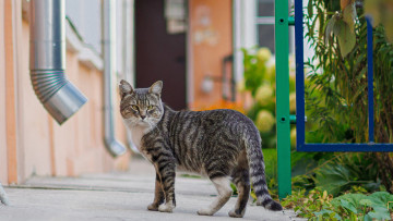 Картинка животные коты кот кошак котяра