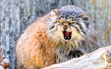 Картинка животные манулы манул бревно