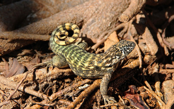 обоя животные, ящерицы,  игуаны,  вараны, ящерица, бревна, хворост