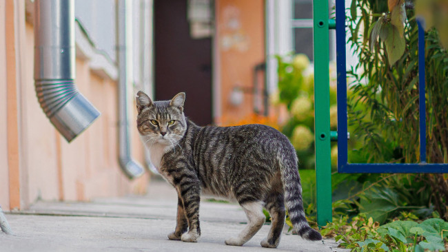 Обои картинки фото животные, коты, кот, кошак, котяра