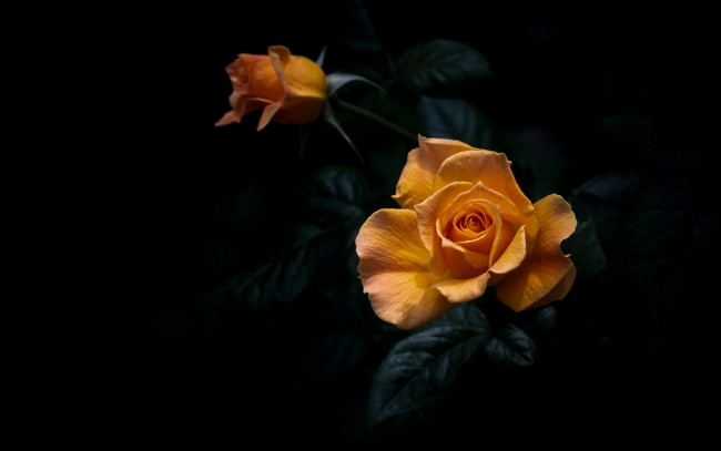 Обои картинки фото цветы, розы, желтая, роза, бутон