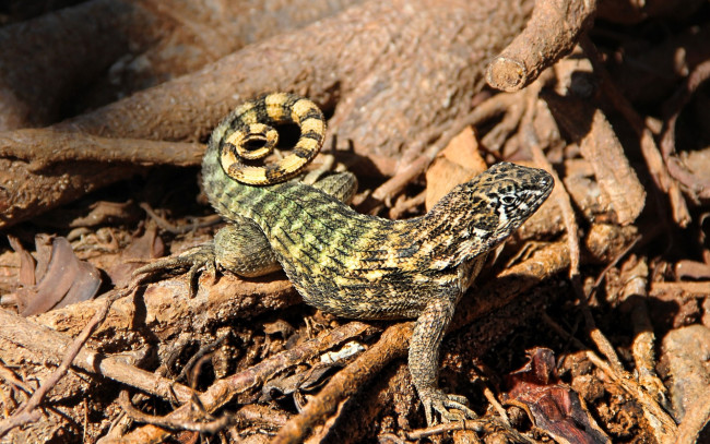 Обои картинки фото животные, ящерицы,  игуаны,  вараны, ящерица, бревна, хворост