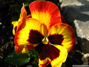 Картинка цветы анютины глазки садовые фиалки