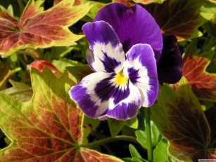 Картинка цветы анютины глазки садовые фиалки