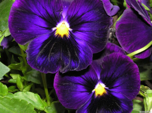 обоя цветы, анютины, глазки, садовые, фиалки