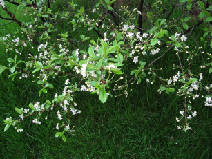 Картинка цветы цветущие деревья кустарники