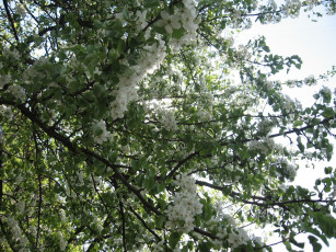 Картинка цветы цветущие деревья кустарники