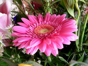 Картинка цветы герберы