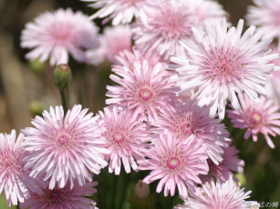 Картинка цветы луговые полевые