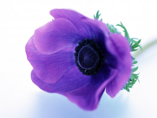 Картинка homeflower цветы анемоны адонисы