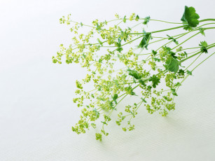 Картинка homeflower цветы луговые полевые