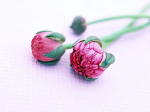 Картинка homeflower цветы ранункулюс азиатский лютик