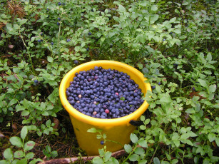 Картинка природа