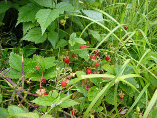 Картинка природа