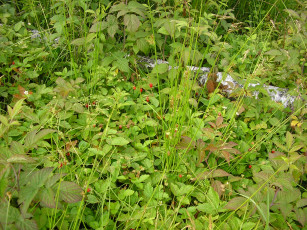 Картинка природа