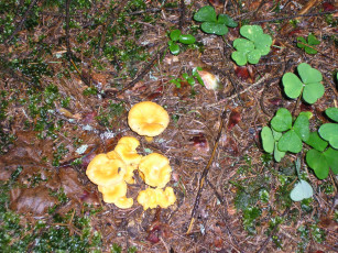 Картинка природа