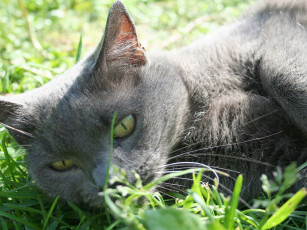 Картинка животные коты