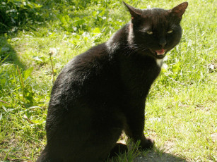 Картинка животные коты