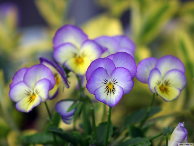 Обои картинки фото цветы, анютины, глазки, садовые, фиалки