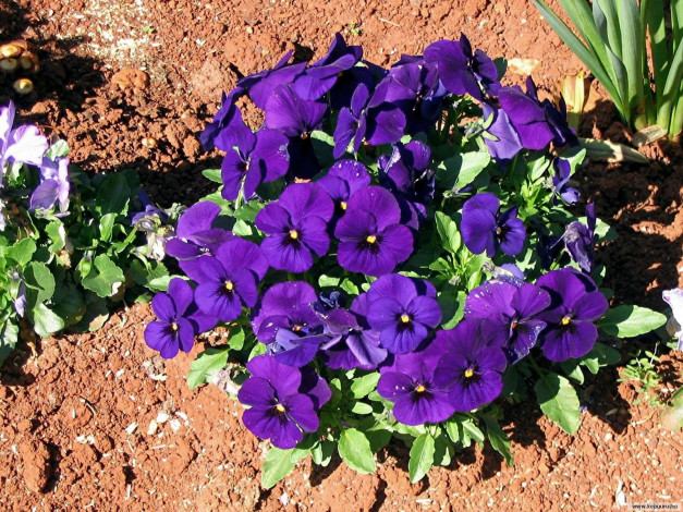 Обои картинки фото цветы, анютины, глазки, садовые, фиалки