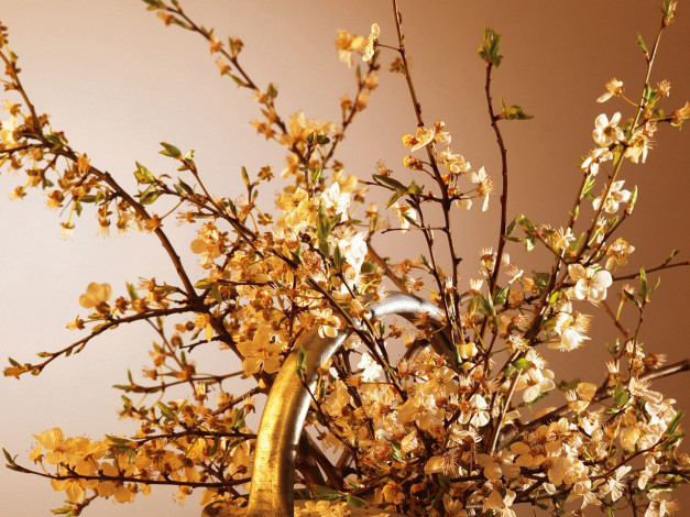 Обои картинки фото цветы, цветущие, деревья, кустарники