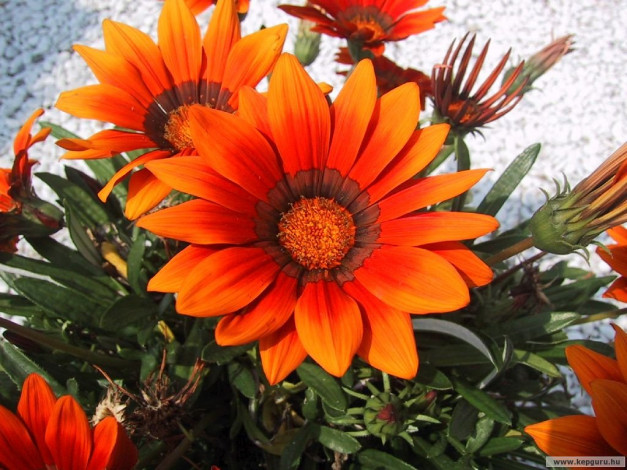 Обои картинки фото цветы, газания