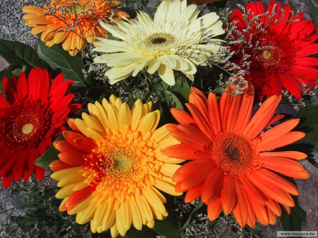 Обои картинки фото цветы, герберы