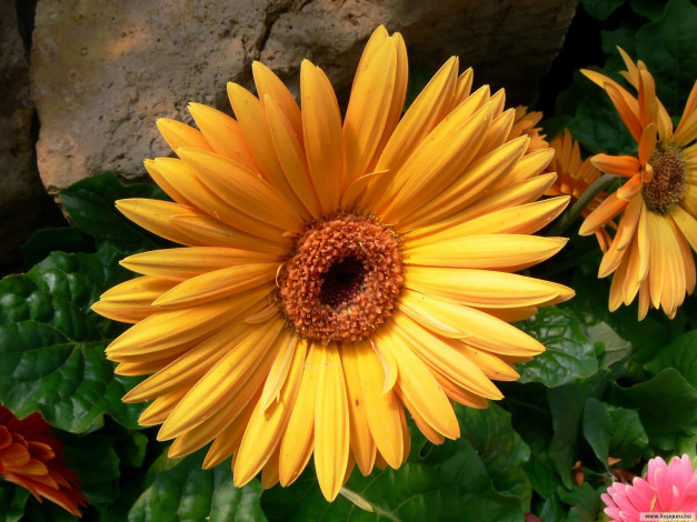 Обои картинки фото цветы, герберы