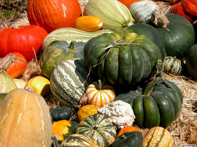 Обои картинки фото еда, тыква