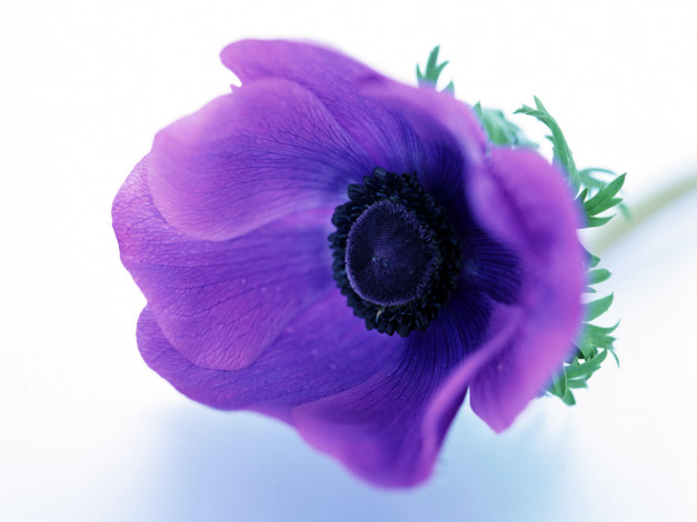 Обои картинки фото homeflower, цветы, анемоны, адонисы