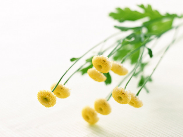 Обои картинки фото homeflower, цветы, хризантемы