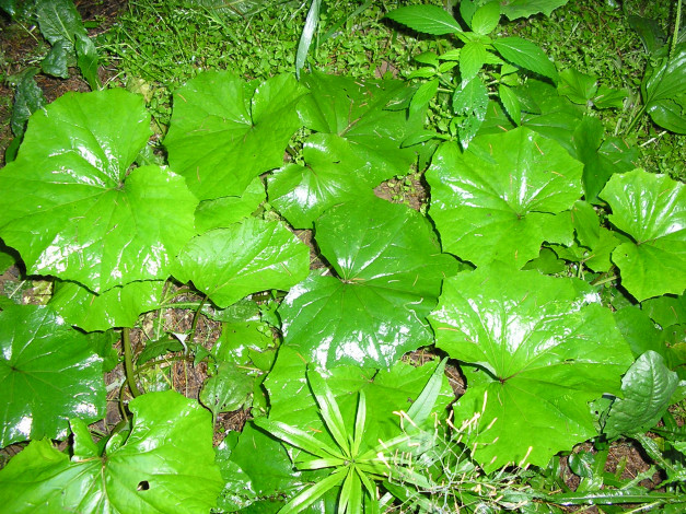 Обои картинки фото природа