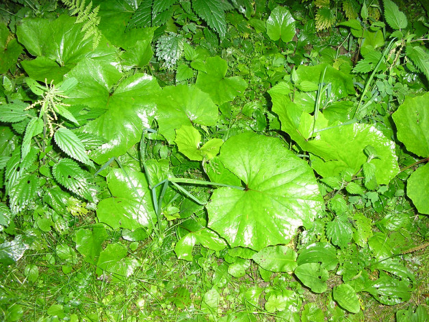 Обои картинки фото природа