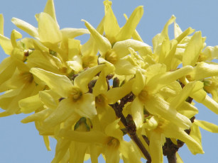 обоя цветы, цветущие, деревья, кустарники