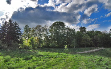 Картинка природа деревья