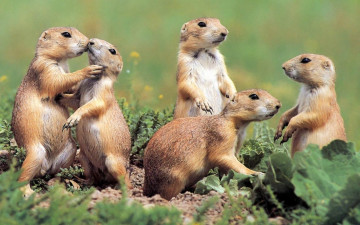 Картинка животные суслики сурки