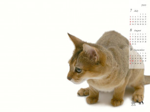 Картинка календари животные