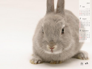 Картинка календари животные