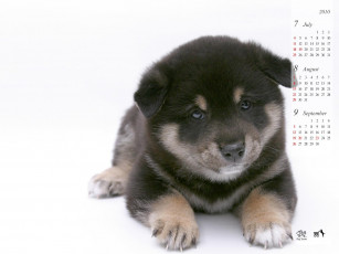 обоя календари, животные