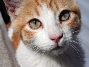 Картинка животные коты