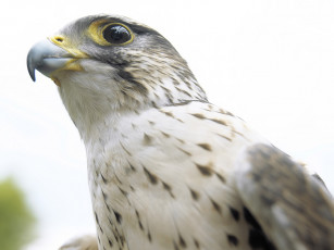 Картинка животные птицы хищники