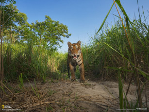 Картинка животные тигры